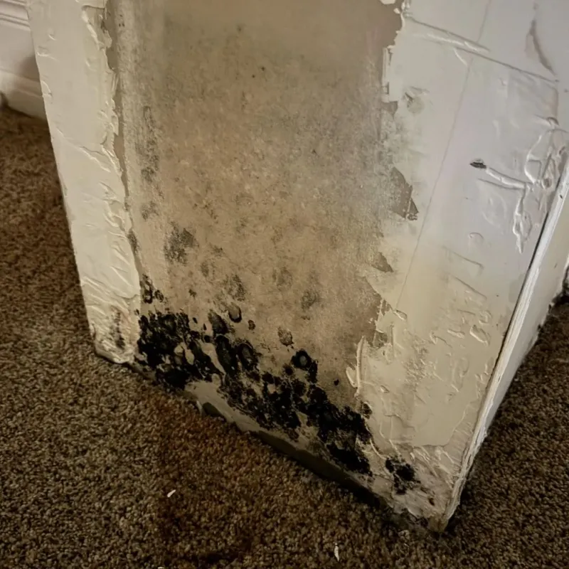 Professional Mold Removal in Ravenel, SC